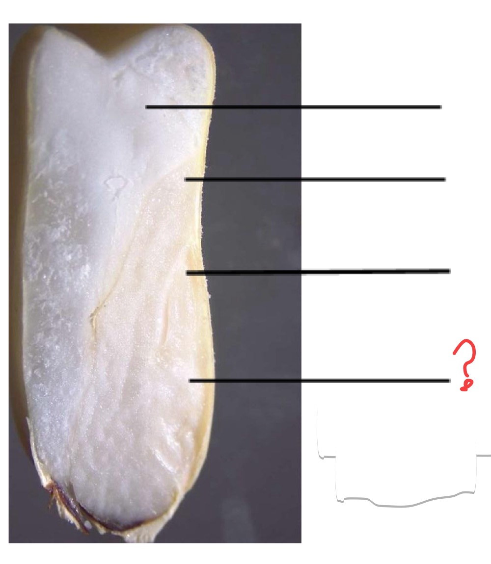 <p>What is this seed structure ? And which organs of the mature plant arise from these embryonic parts (if any do)?</p>