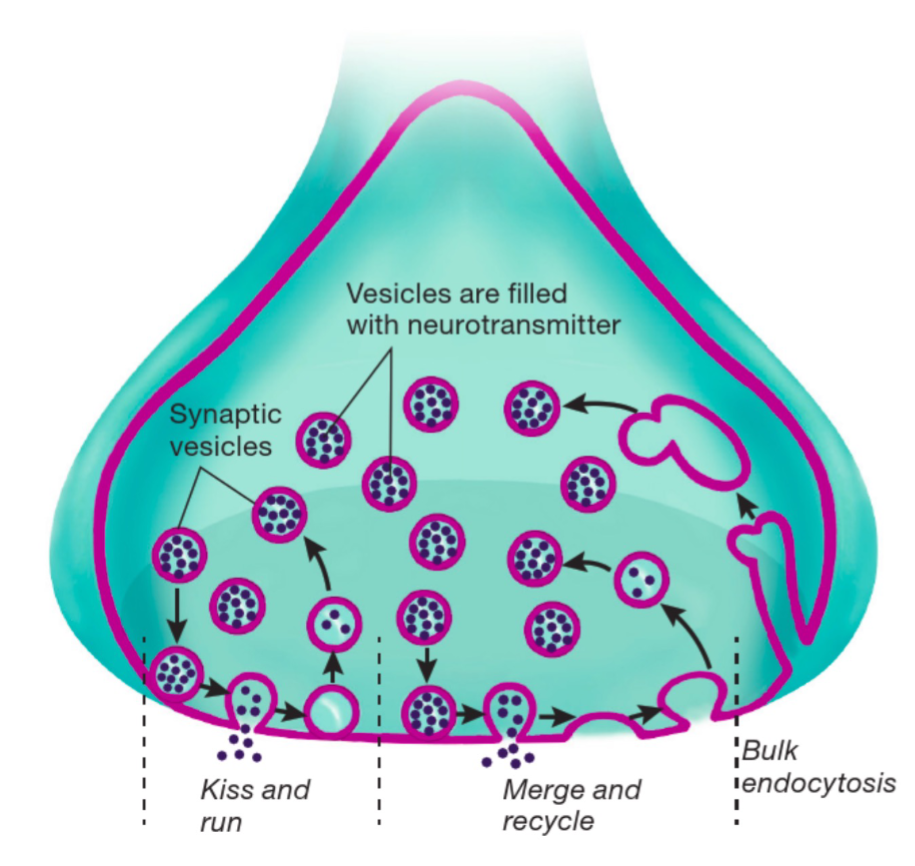 <ul><li><p>synapse can recycle and reuse neurotransmitter once released </p></li><li><p>reabsorbtion to terminal button via endocytosis </p></li></ul><p></p>
