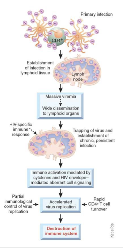 <p><span>APCs possessing antigen migrate to lymphoid centers</span></p><p><span>DCs are primarily responsible for bringing HIV to lymph nodes.</span><br><span>High-level replication of HIV in lymph node along with expansion of follicular DC which trap HIV in node, leads to lymphadenopathy (swollen or enlarged lymph nodes)</span><br><span>Infection of macrophage and T-h cells increases</span><br><span>Increased tissue pathology in lymph node results in follicular involution (loss of tissue integrity) and increase in viremia</span></p>