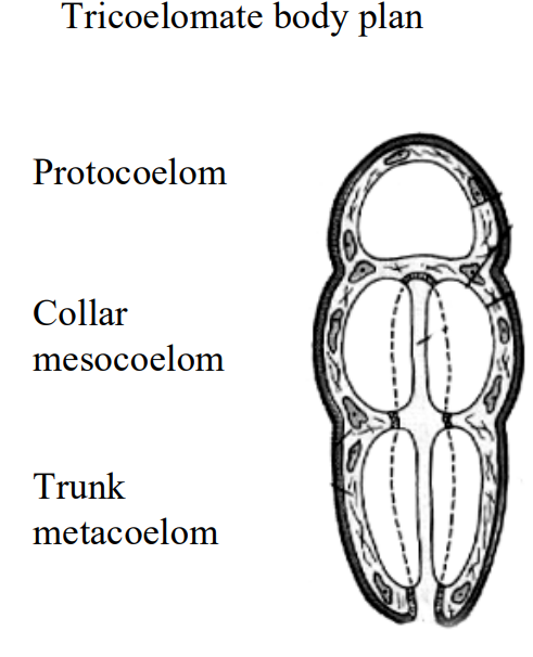 <ul><li><p>protocoelom</p></li><li><p>mesocoelom</p></li><li><p>metacoelom</p></li></ul><p></p>