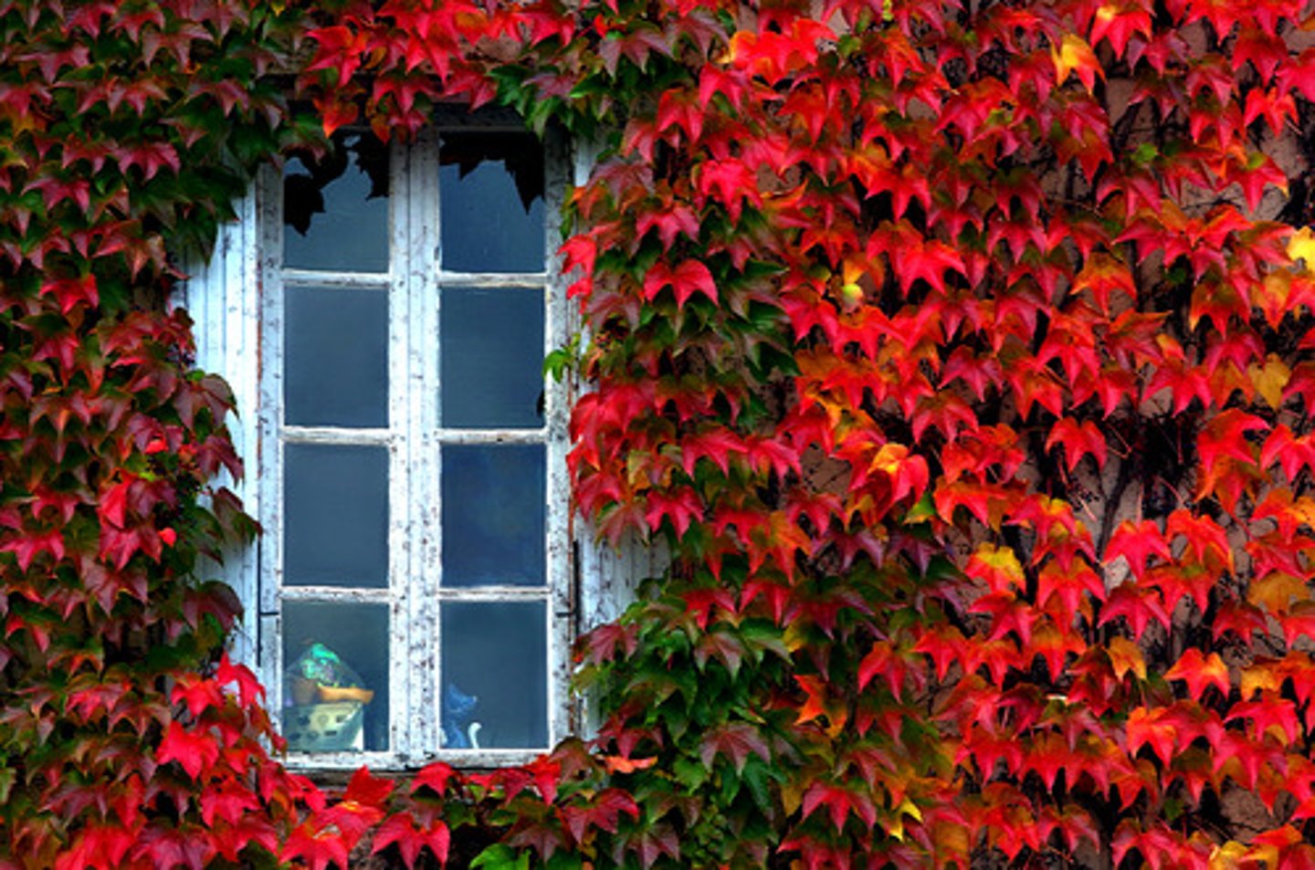 <p>A window</p>