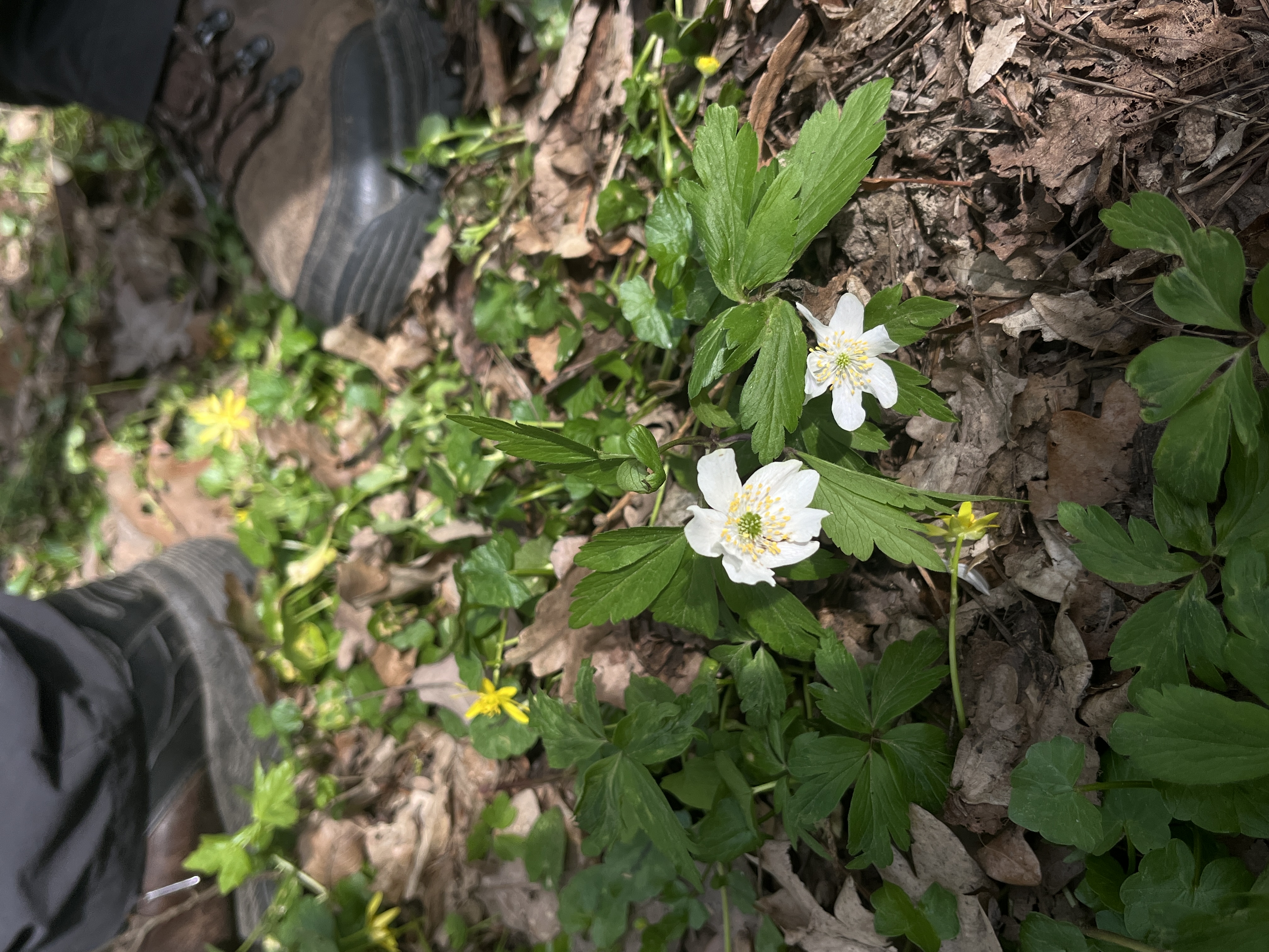 <p>sasanka hajní, anemone nemorosa</p>