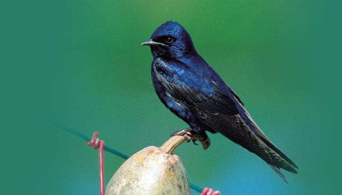 <p>Large swallow, glossy blue-black. Males all dark.</p>
