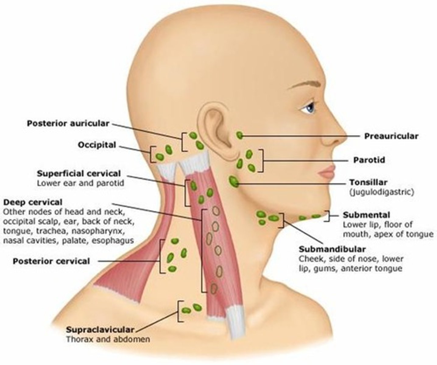 <p>deep parotid</p><p>retropharyngeal</p>