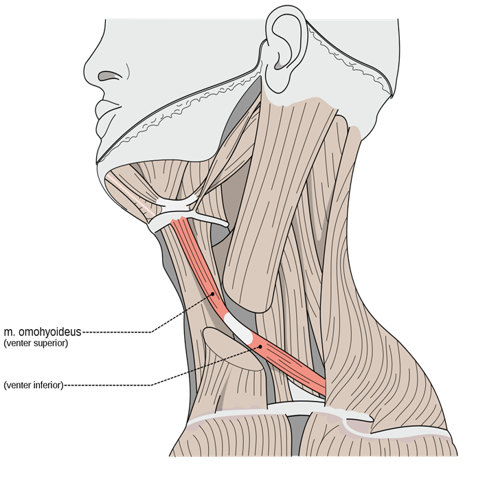 <ul><li><p>divided into two bellies: inferior and superior which are connected by an intermediate tendon</p></li><li><p>inferior belly originates at superior border of scapula, superior belly originates from the tendon</p></li><li><p>“Om(o)ha(yoid), set, hut!” Muscle is curved like a football</p></li></ul><p></p>