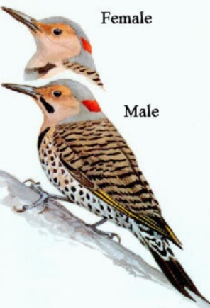 <p>Colaptus auratus</p>