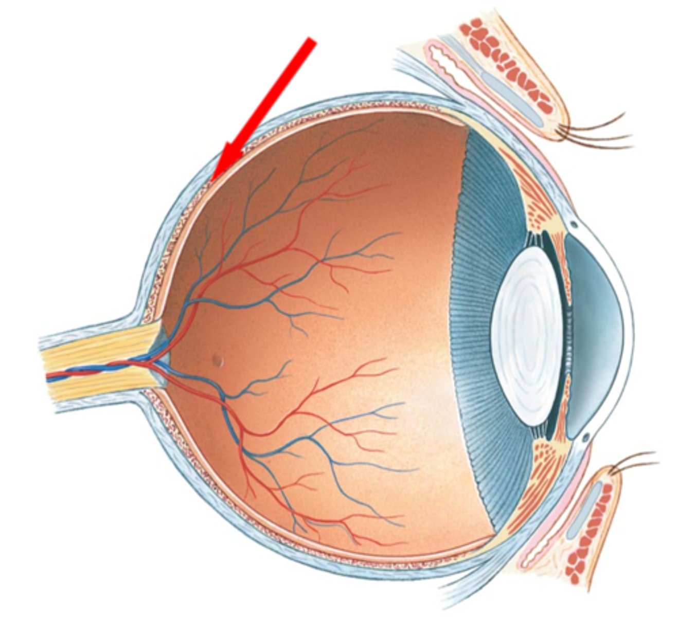 <p>- rich with blood vessels <br>- blood vessels nourish the other layers of the eye</p>