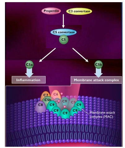 <p>explica la lisis bacteriana a través del sistema complemento</p>