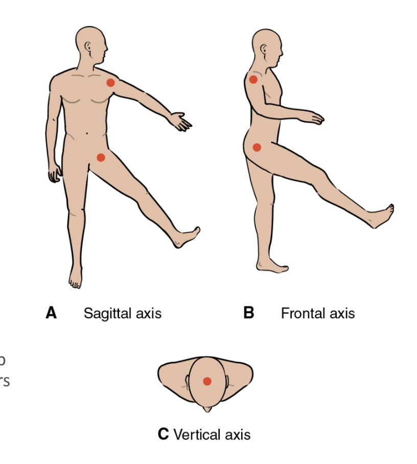 <ul><li><p><strong>Sagittal axis </strong>passes through joint</p><ul><li><p>anterior to posterior</p></li></ul></li><li><p><strong>Frontal axis </strong>passes through joint</p><ul><li><p>side to side </p></li></ul></li><li><p><strong>Vertical axis</strong> passes through joint</p><ul><li><p>superior to inferior </p></li></ul></li></ul><p></p>