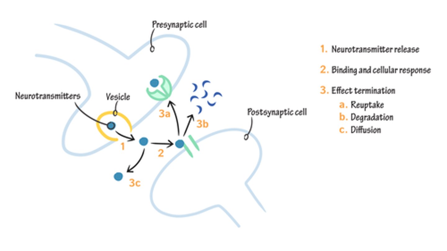 <p>1. Re-uptake Pumps. These may be located on the pre-synaptic neuron and astrocyte end feet. They will actively pump neurotransmitters out of the synapse.</p><p>2. Diffusion. Neurotransmitters may simply float out and away from the synapse.</p><p>3. Enzymes. Some enzymes actively break down neurotransmitters in the synapse.</p>