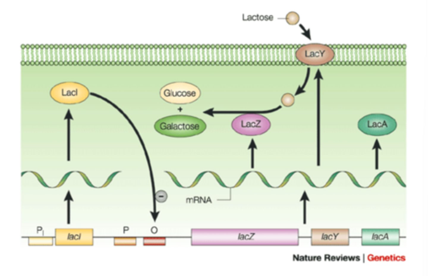 <p>1. Lactose-->lac Y which brings lactose inside the cell</p><p>2. Lac Z hydrolyzes lactose-->glucose and galactose</p><p>3. Lac operon has lac I, and lac Z, lacY, and lac A (these 3 help with breakdown of lactose)</p><p>-lac Z, lacY, lac A, and lac I genes make mRNA that are made into proteins that make lac z, y, a, and I respectively</p><p>-When lactose is present the genes are turned on</p>