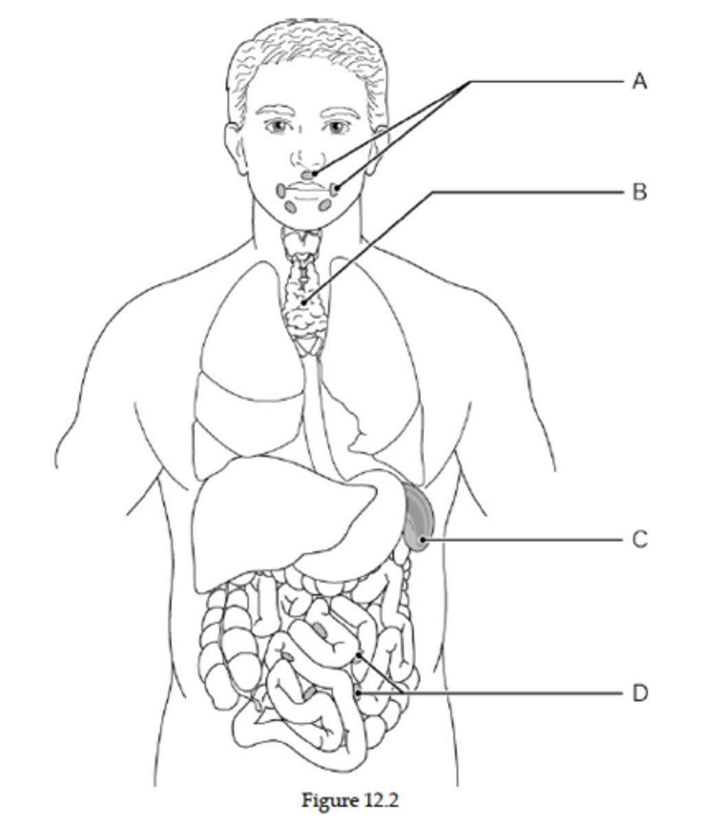 <p>The tonsils are indicated by letter __________.</p>