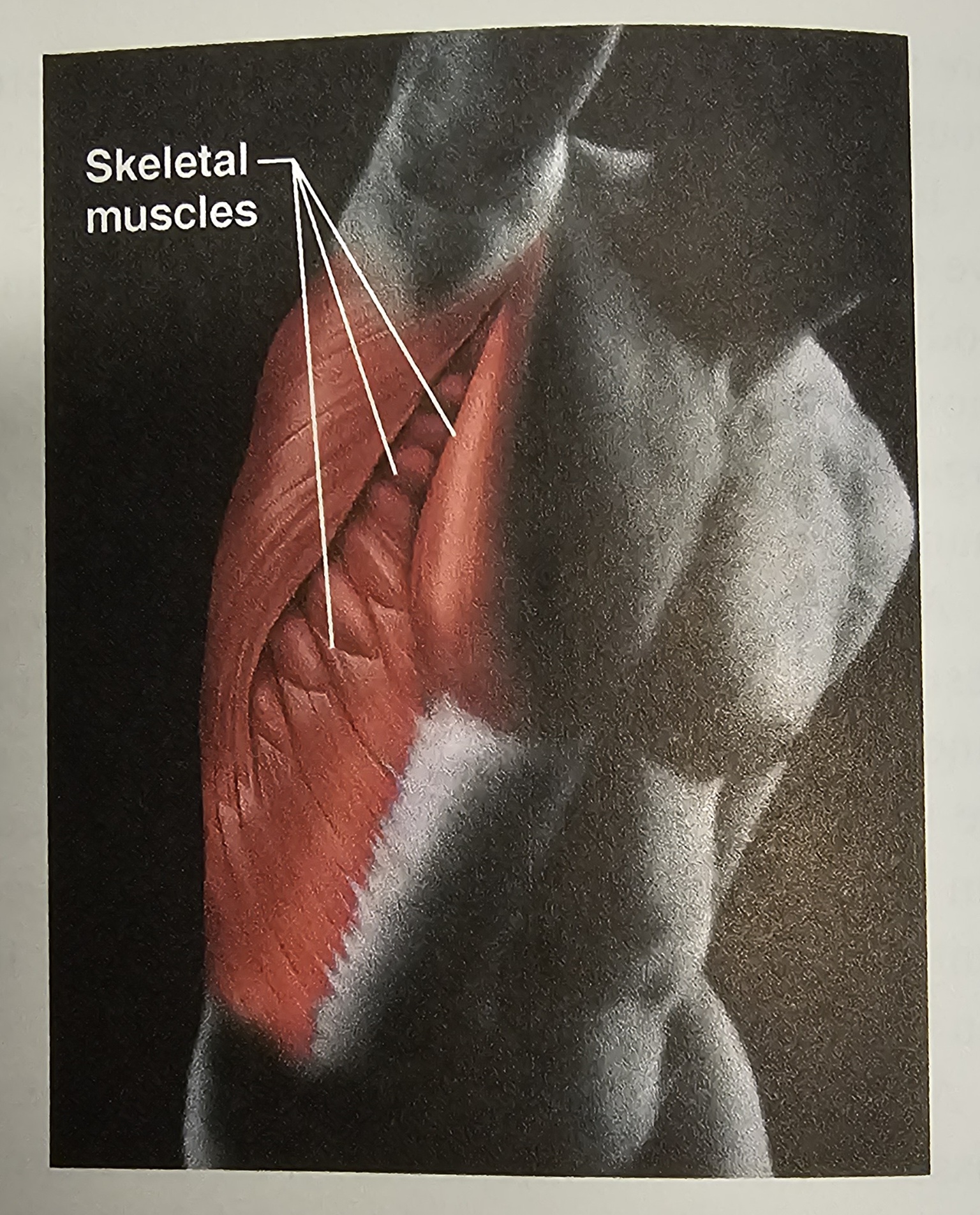 <p>skeletal muscles<span>, </span>smooth muscles<span> and </span>cardiac muscle</p>