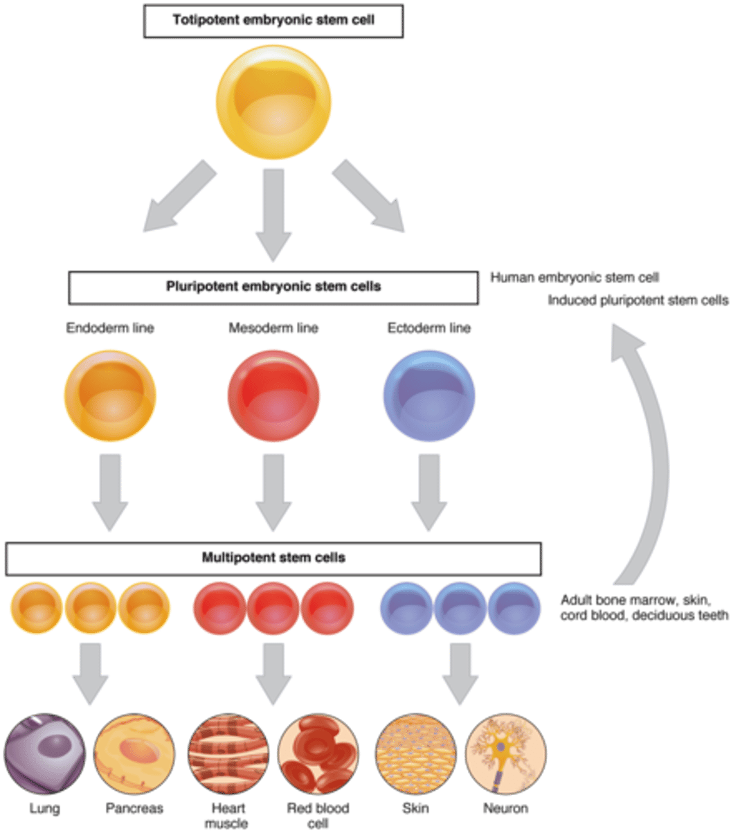<p>-Capable of "self-renewal"</p><p>-Differentiate into diverse cell types that specify a particular tissue</p><p>-Adult stem cells</p><p>-Hematopoietic and mesenchymal stem cells</p>