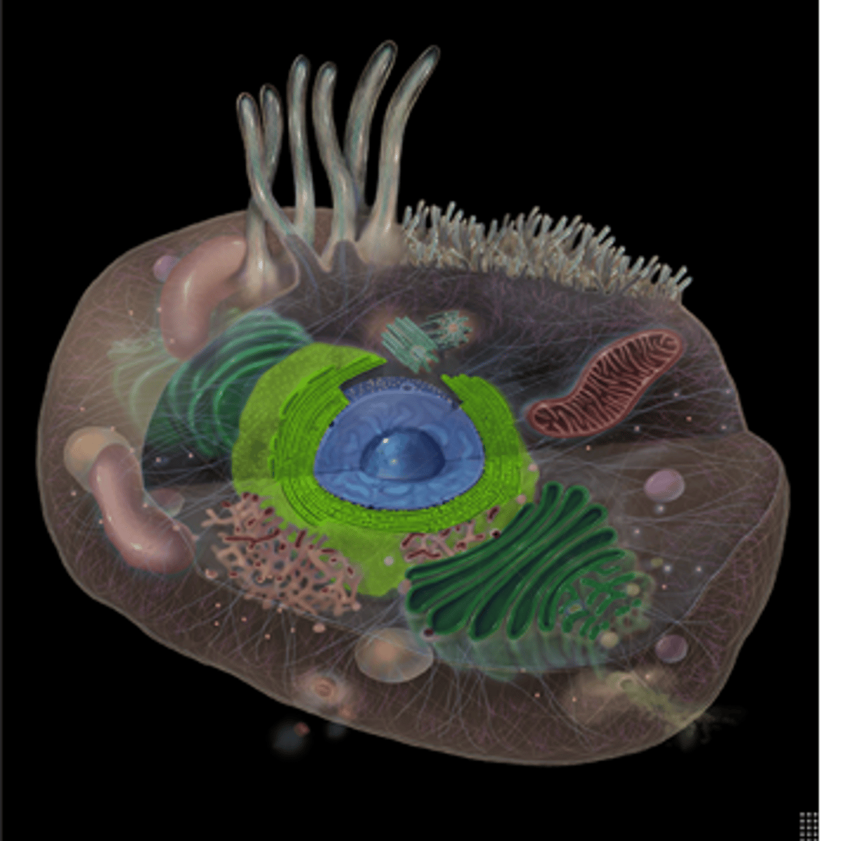 <p>Makes proteins</p>