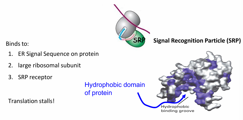 <ul><li><p>Signal Recognition Particle (SRP)&nbsp;</p></li><li><p>Made of 6 proteins and functional RNA (300 nucleotides long)&nbsp;</p></li><li><p>It binds to&nbsp;</p><ul><li><p>N terminal ER sequence</p></li><li><p>Large subunit of Ribosome</p></li></ul></li><li><p>This pauses translation for a bit</p></li><li><p>If the sequence was on the C-terminus, translation would be complete before SRP binding</p><ul><li><p>No ribosome = no transport bc this is co-translational </p></li></ul></li><li><p>The SRP receptor has hydrophobic bindng groove that recognizes the hydrophobic domain of ER signal sequence</p></li></ul><p></p>