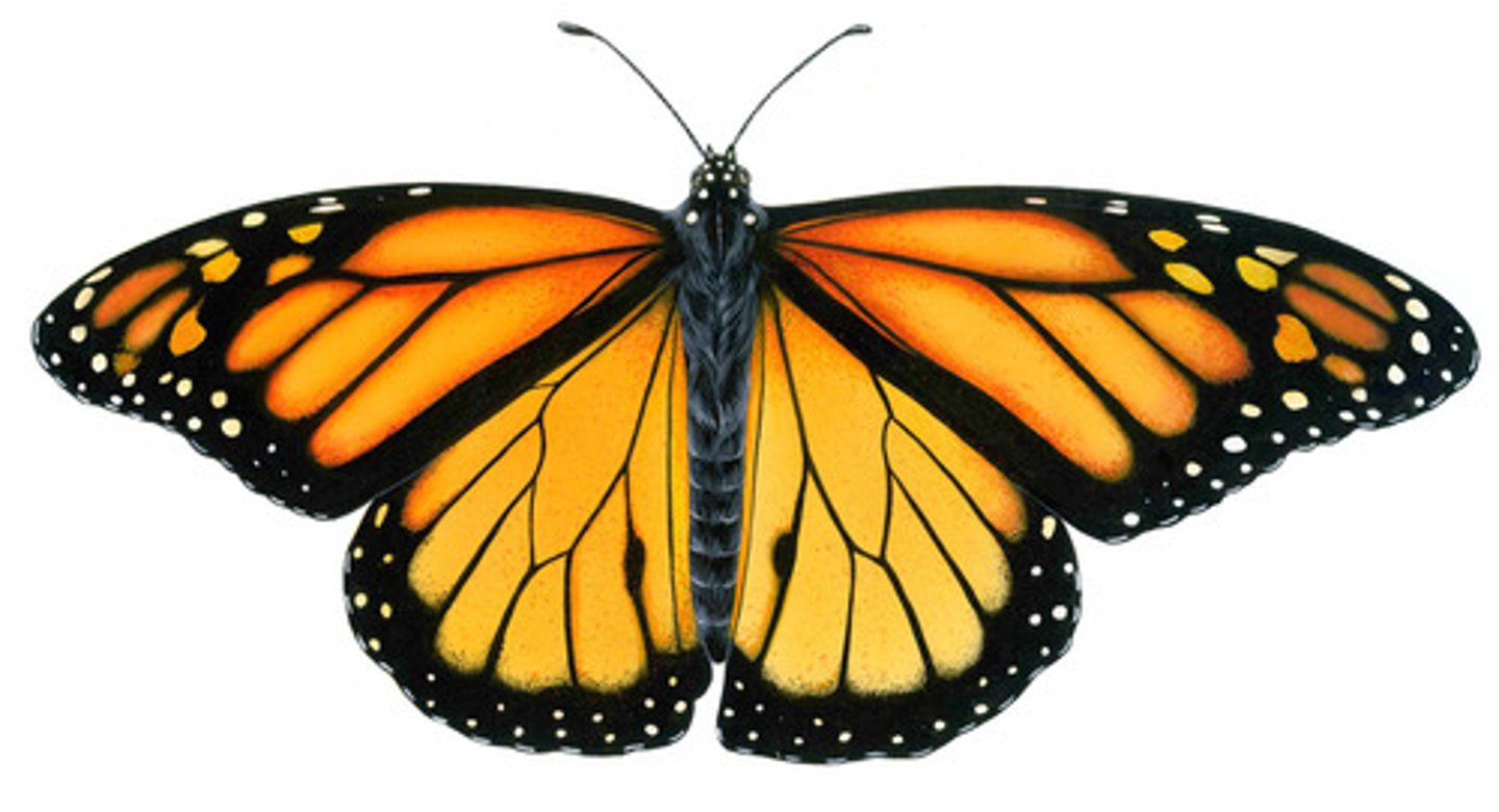 <p>Butterfly Family</p>