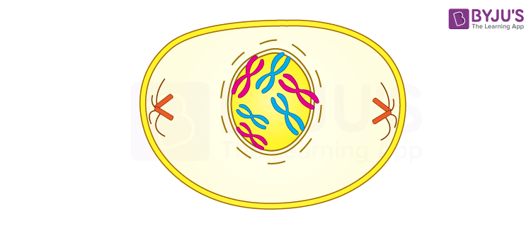 <ul><li><p>Chromatin condenses into distinct chromosomes</p></li><li><p>chromosomes begin to migrate to opposite poles</p></li><li><p>Nuclear membrane and nucleolus begins to dissolve</p></li><li><p>Beginning to see spindle fibers elongate</p></li></ul>