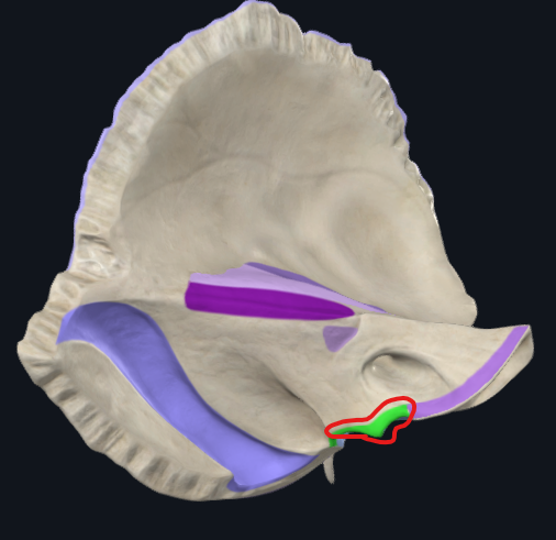 <p>vykrojení vytvářející s <strong>os occipitale foramen jugulare</strong></p>