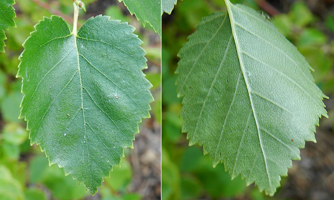 <p>What tree produces these leaves?</p>