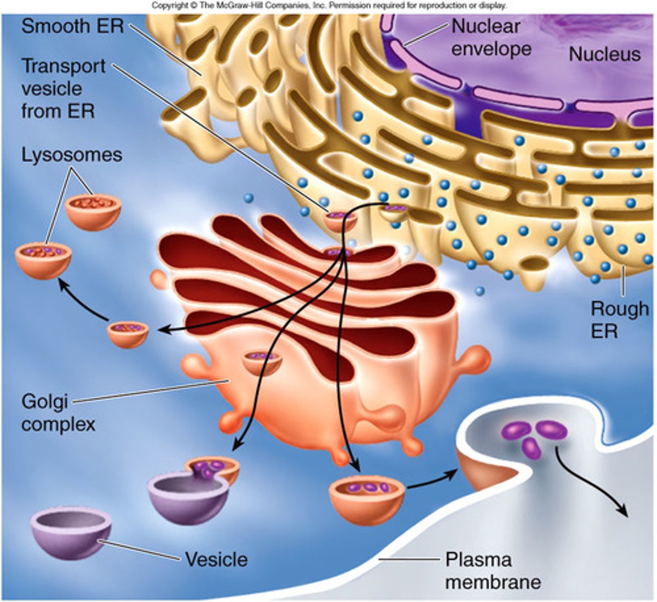 <p>Series of stacked membrane bound sacs that modify cellular products via the addition <mark data-color="yellow" style="background-color: yellow; color: inherit;">of groups like carbohydrates, phosphates, and sulfates. Can also modify with signal sequences, which direct delivery of the product</mark></p><p>Direct delivery of the products to specific cellular location via vesicles (EX: outside the cell, to lysosome, to plasma membrane)</p><p>Essentially the shipping center of the cell</p><p>Can send products outside the cell via secretory vesicles, exocytosis</p>