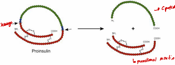 <ul><li><p>Also <span style="color: yellow;"><strong>endogenous hyperinsulinism</strong></span></p><ul><li><p>endogenous − increased proinsulin and C-peptide level</p></li><li><p>exogenous − overdose in insulin</p></li></ul></li><li><p><span style="color: yellow;"><strong>Most common type of hypoglycemi</strong></span><strong>a</strong> (#1 cause of fasting)</p></li><li><p><strong><u><mark data-color="blue" style="background-color: blue; color: inherit;">“-oma” meaning pancreatic tumor cells</mark></u></strong> that hypersecrete insulin</p><ul><li><p>Uncontrollable, does not respond to feedback mechanism</p></li></ul></li><li><p>Insulinoma is the exact opposite of Type 1 DM</p></li></ul><p></p>