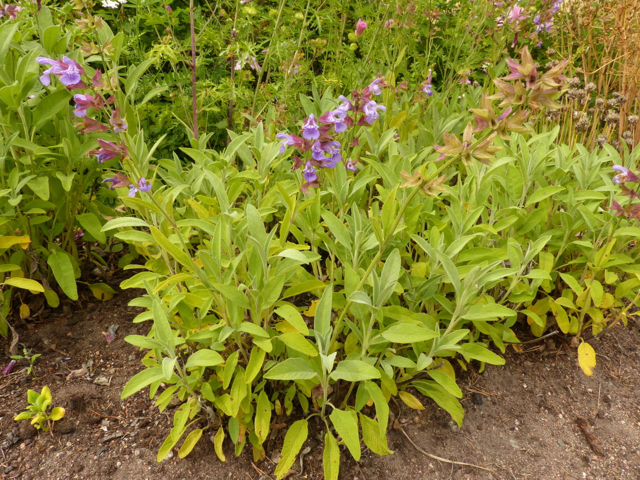 <p>Ryytisalvia</p>