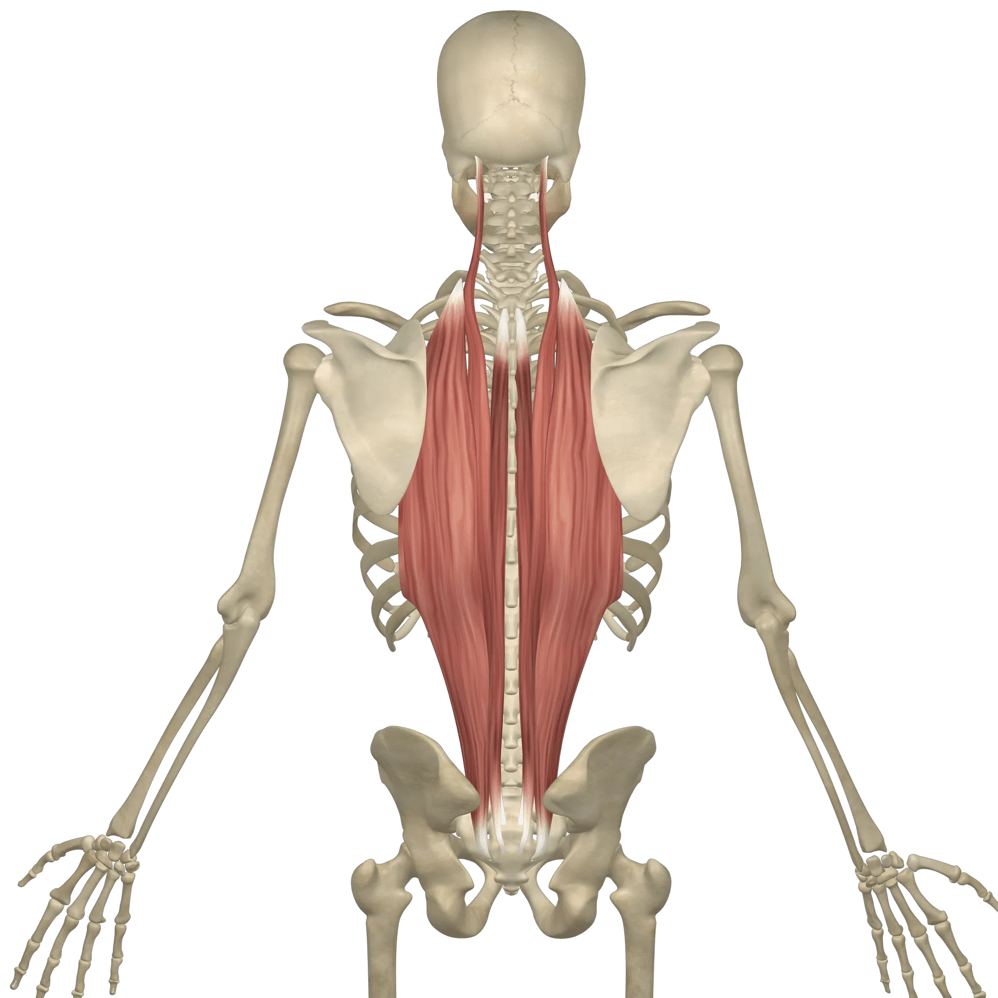 <p>Location:</p><ul><li><p><strong>either side of the vertebral column</strong></p></li><li><p><strong>between the base of the cranium superiorly and pelvis inferiorly</strong></p></li></ul><p></p><p>Function:</p><ul><li><p>extend and laterally flex the spine</p></li><li><p><strong>maintain correct posture and curvature of the spinal column</strong></p></li></ul><p></p>