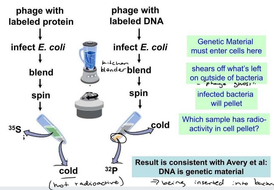 phosphorous was in pellet -> DNA is genetic material 
