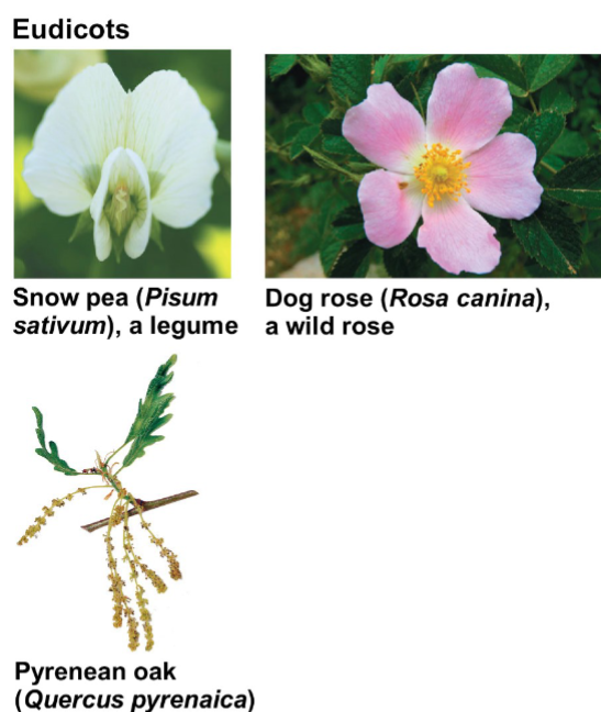 <p>Characteristics of Eudicots</p>