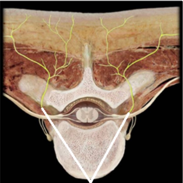 <p><span>Which structures are highlighted in the picture below (reference leader lines).</span></p>