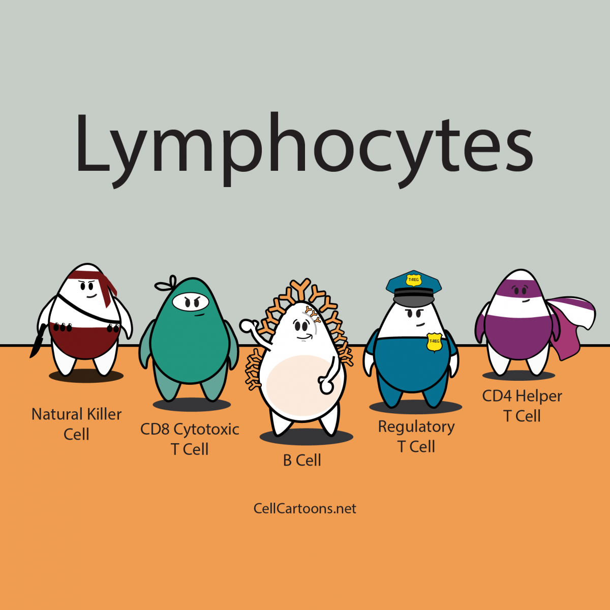 <p>Describe our immune response when exposed to Candida </p>