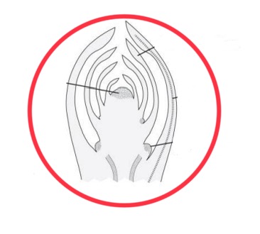 knowt flashcard image