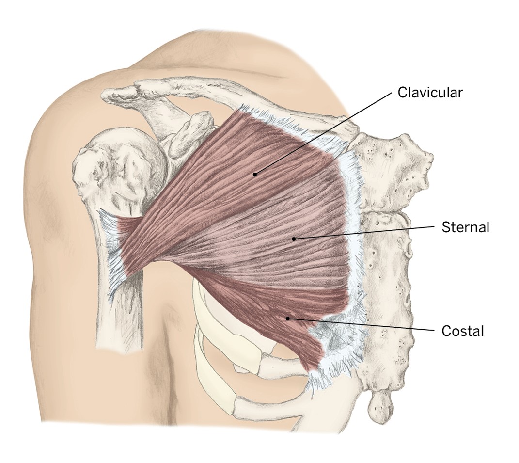 <p>O- Medial Clavicle, Sternum, &amp; Costal Cartilage 1-6</p><p>I- Humerus; Intertubercular Groove</p><p>A- Shoulder adduction, medial rotation, &amp; flexion</p>