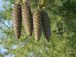 <p>-Tallest pine and it also has the longest</p><p>cone—over one foot long</p><p>-Needles in bundles of 5</p>