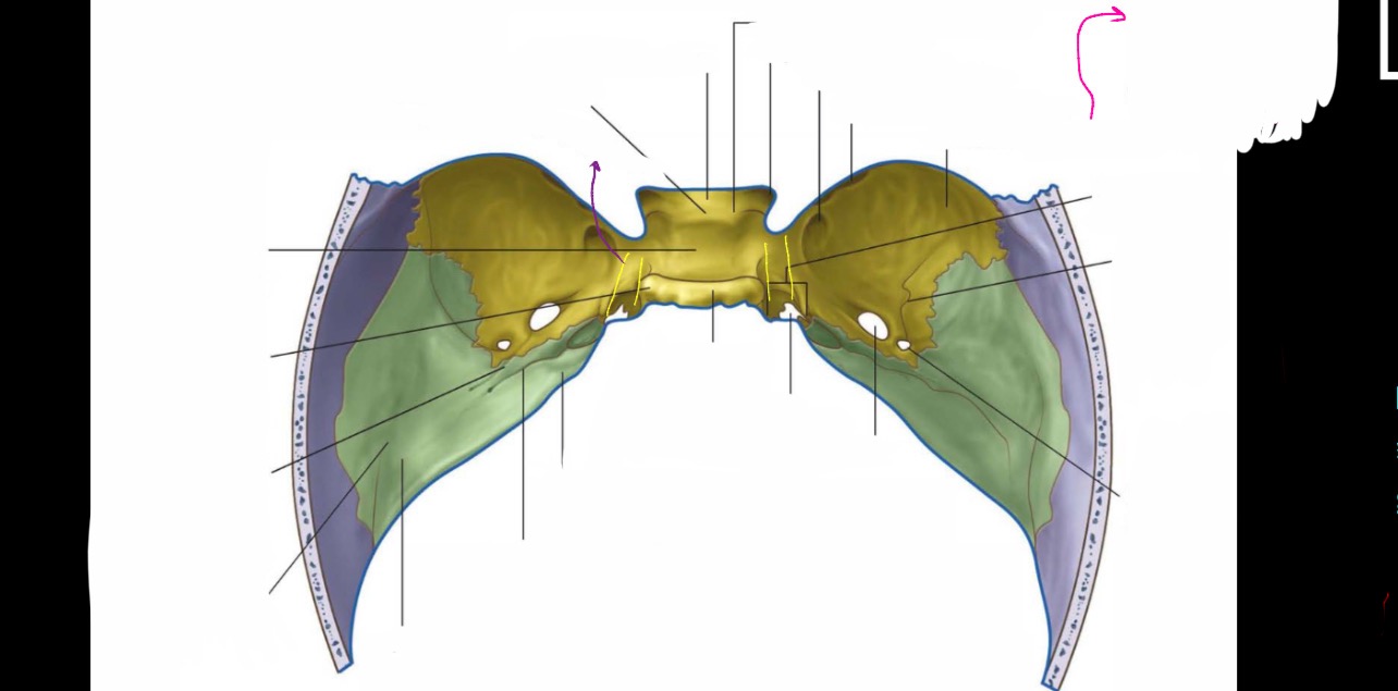 <p>Label the parts of the middle cranial fossa </p>