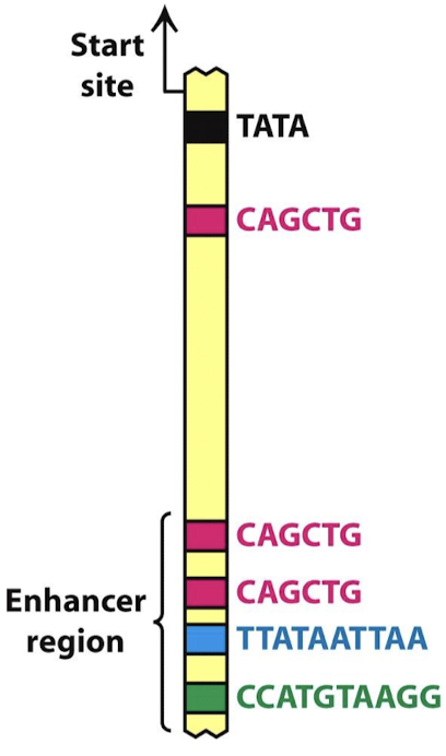 <p>Regulatory DNA sequences, when bound by transcription factors, enhance the transcription of an associated gene.</p>