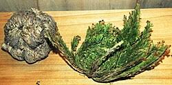 <p>What is the Genus Selaginella dominant life stage?</p>