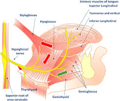 <p>They are innervated by hypoglossal nerve or cranial nerve XII. They have motor innervation ONLY</p>