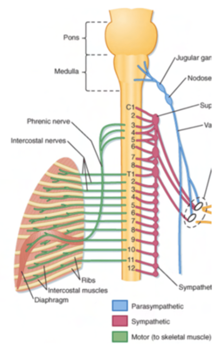 <p>intercostal nerves (which are the anterior/ventral branches of spinal nerves at thoracic level)</p>