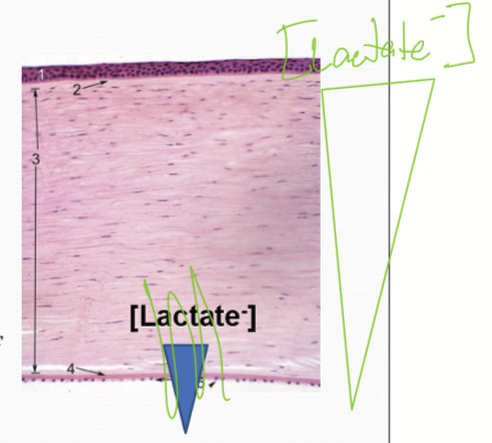 <p>It is higher towards the epithelium, and decreases towards the endothelium. </p>