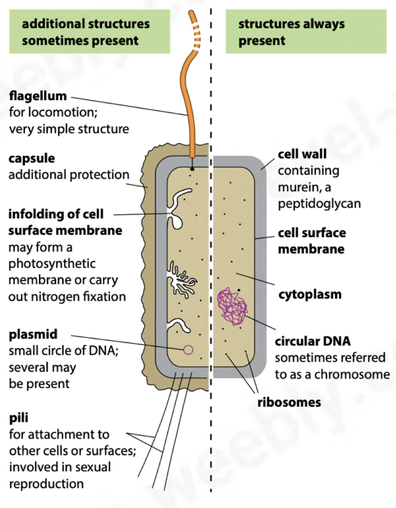 <ul><li><p>organisms that lack nuclei or proper nuclear membranes are called prokaryotes</p></li><li><p>unicellular</p></li><li><p>1-5μm in diameter</p></li><li><p>cell wall made of murein (peptidoglycan = protein + polysaccharides)</p></li><li><p>no membranes around organelles</p></li><li><p>70S(smaller) ribosomes</p></li><li><p>genetic material in the form of circular DNA</p></li><li><p>have no ER</p></li></ul><p></p>