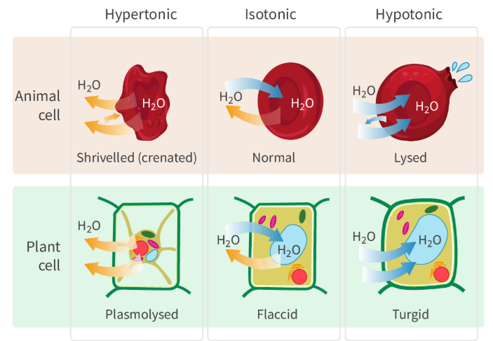 <p>The water from the solution is going to move into the cell, causing the cell to swell; since it doesn’t have a cell wall, it can reach a breaking point and lyse (aka burst apart) because of the increased internal pressure.<br><br>If you place it in a hypertonic solution, then this will cause water to move out of the cell, causing the cell to shrivel up (crenate) because of water loss.</p>