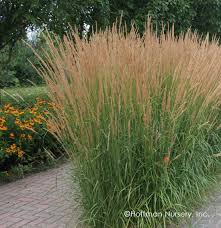 <p>vertical, clumping grass with tall, narrow plumes that persist through winter.</p>