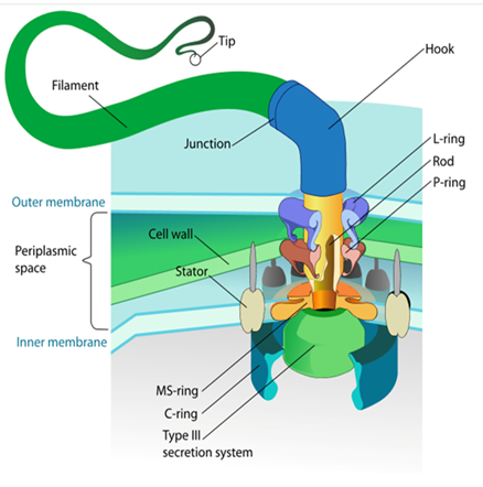 <p>Flagellum</p>