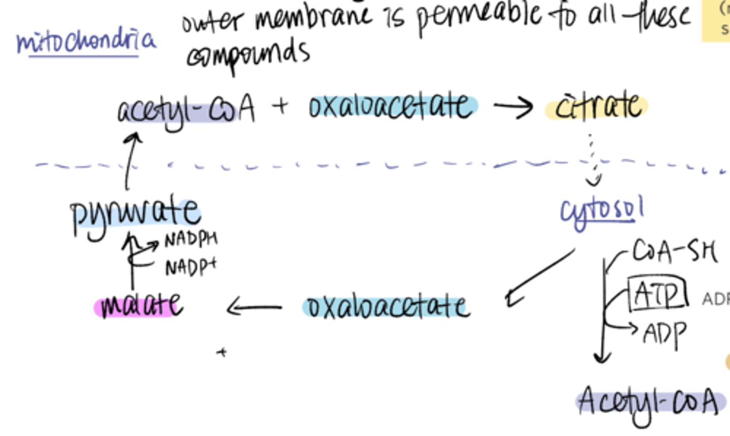 <p>mitochondria</p><p>acetyl CoA + oxaloacetate -> citrate </p><p>cytosol</p><p>1. citrate -> acetyl CoA (CoA-SH, ATP -> ADP)</p><p>2. citrate -> oxaloacetate -> malate -(NADP -> NADPH)-> pyruvate</p><p>1 NADH</p>