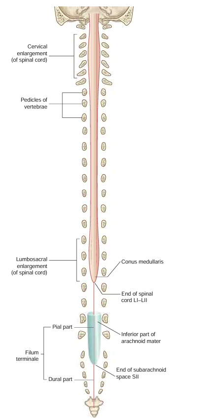 <p>part of the spinal cord that is anchored to the coccyx</p>