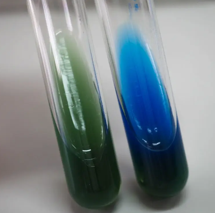 <p>Differentiates organisms capable of utilizing citrate as a carbon source</p><p><span>a blue color indicates a positive result (the bacteria can use citrate as its sole carbon source), while the medium remaining green indicates a negative result (the bacteria cannot use citrate)</span></p>