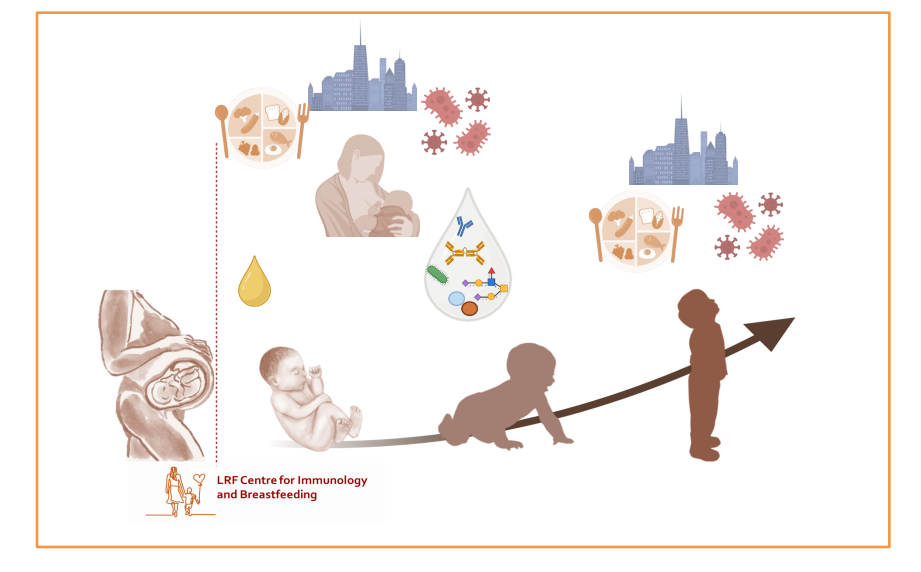 <p>Human milk complements the infant's immune system, lays the foundation for immune resilience and shapes its development in a personalised way</p>