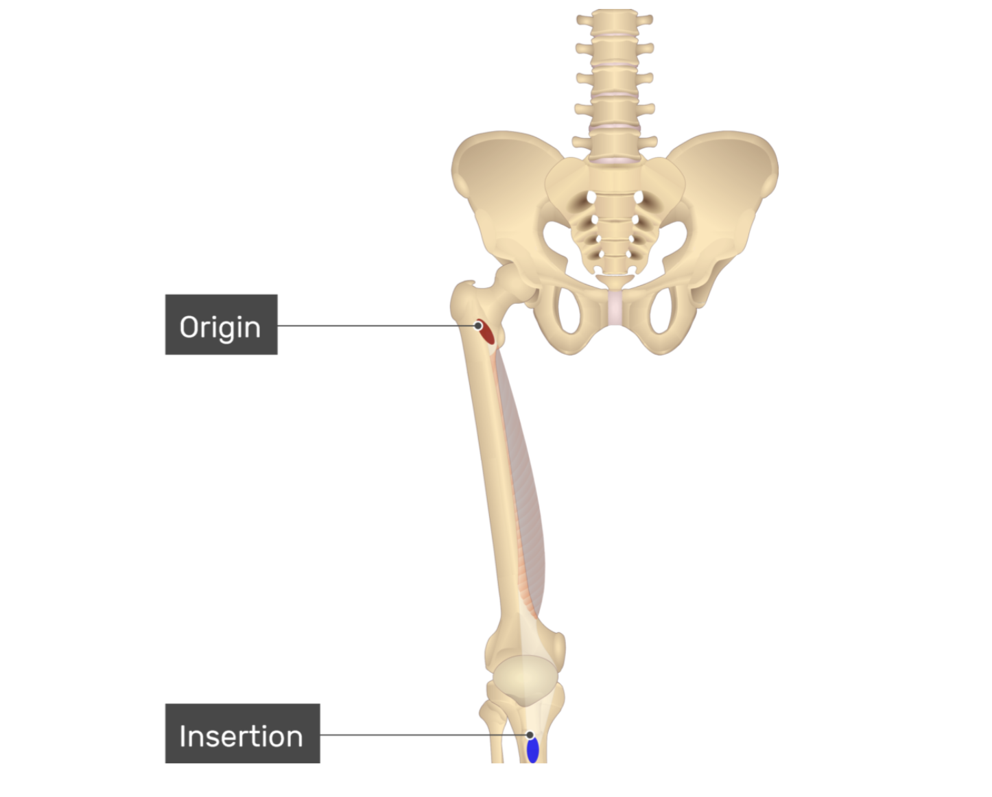 <p>vastus medialis</p>